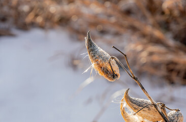 Close-up of a dried milkweed plant that is seeding in a field on a cold December day with blurred snow and grass in the background. 
