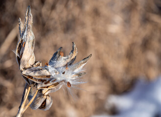 Close-up of a dried milkweed plant that is seeding in a field on a cold December day with blurred snow and grass in the background. 