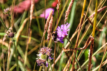 A bumblebee on a purple colored flower