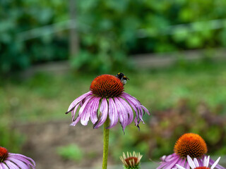 bumblebee collects pollen on a flower in the garden