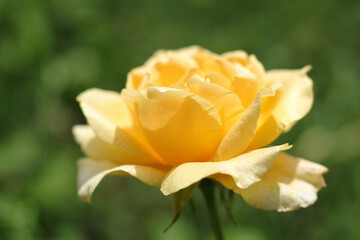 Tea Rose in garden. Beautiful rose in the sunshine. Orange pink yellow flower bouquet close up....