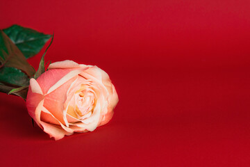 Rose on a red background