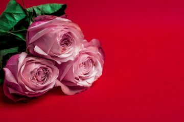Pink roses on a red background.