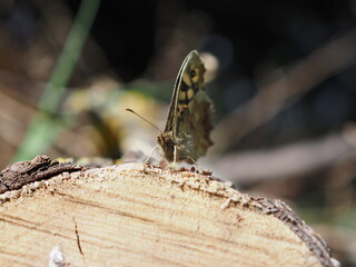 Waldbrettspiel ist ein Schmetterling der im Garten oder am Waldrand zu finden ist