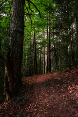 Dense forest view in the Pyrenees with thick foliage.