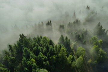 Aerial view of beautiful landscape with misty forest