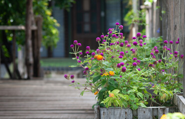 Wildflowers growing in wooden pot on a patio, close-up view on a blurred background