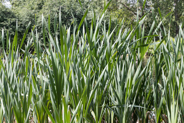 Horizontal texture of green grass reeds is by a pond in summer
