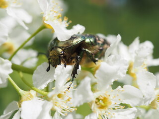 Rosenkäfer mit goldenen Glanz 