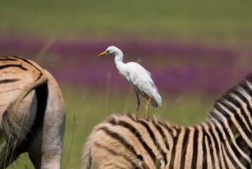 English cattle Egret Hitching a ride on the back of a juvenile Zebra in the wild life nature reserve while pecking off bugs and lice.