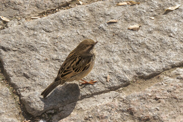Sparrow close-up. Urban sparrows. Urban fauna.