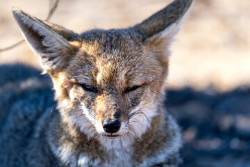 Fototapeta premium South American gray fox, lycalopex griseus or zorro chilla, portrait