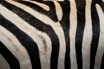 Abstract closeup of Zebra hide patterns with lines and stripes showing the textures and patterns of...