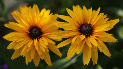 Rudbeckia hirta, black-eyed rudbeckia. Soft blurred selective focus.Macro photo nature blooming yellow flower Rudbeckia. Large orange flowers. Red yellow flower in nature.Beautiful flowers in a garden