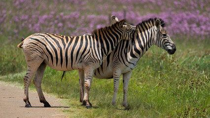 Fototapeta na wymiar Zebra Grooming an cuddling each other after the mating season has passed. looking after each other and caressing behavior
