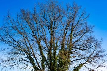 Arbre