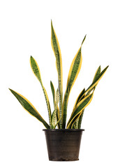Isolate Real Snake Plant in pot for Indoor and Outdoor Home Office Decor