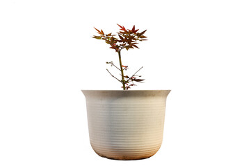 Isolate Real mini red maple tree in pot for Indoor and Outdoor Home Office Decor