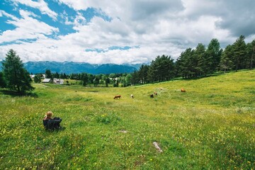 Beautiful landscape, green grass, beautiful trees and blue sky