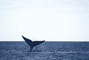 Sohutern right whale tail, endangered species, Patagonia,Argentina