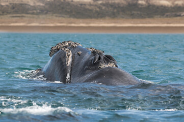 Southern Right Whale emerging from the water, Patagonia,  Argentina.