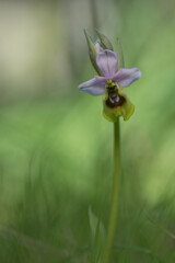 Ophrys tenthredinifera subsp. grandiflora Orchidea  © Mara