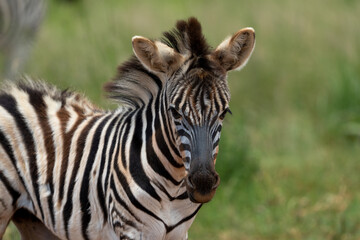 Striped Zebra on African Safari in the wild life nature reserve walking through the bush looking grazing fields