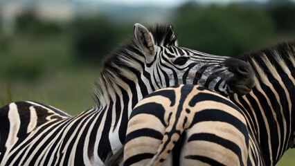 Naklejka premium Zebra Grooming an cuddling each other after the mating season has passed. looking after each other and caressing behavior