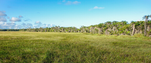 Fototapeta na wymiar partially deforested area in Brazilian rainforest. Climate change, Amazon