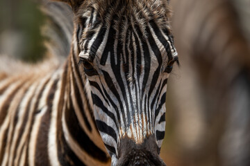 Naklejka premium Striped Zebra on African Safari in the wild life nature reserve walking through the bush looking grazing fields