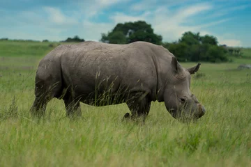 Foto op Plexiglas A De horned Rhino to avoid poachers from poaching her in the wildlife reserve as she is an endangered specie. Feeding gracefully in the long grass after the rainy season © Phillip