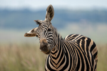 Zebra in wildlife nature reserve shaking its head the fend off the flies skewing its head and flopping its ears.
