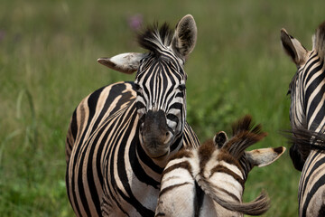 Naklejka premium Zebra in wildlife nature reserve shaking its head the fend off the flies skewing its head and flopping its ears.