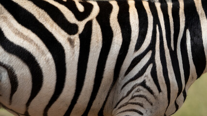 Fototapeta na wymiar Abstract closeup of Zebra hide patterns with lines and stripes showing the textures and patterns of nature like a fingerprint, unique in every way