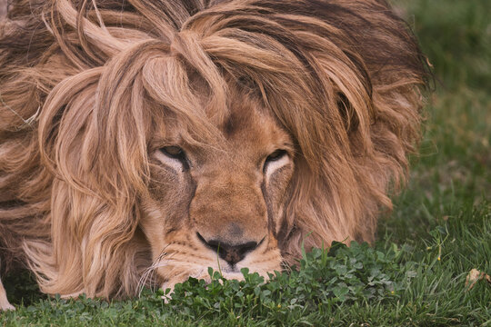 Lion (Panthera leo), portrait of captive lion resting on grass.