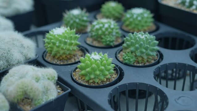 Small gardening concept of 4k Resolution. Cactus in the nursery. Cultivation and breeding.