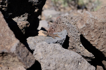 Lizard on Rocks