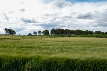 Cereal field growing in springtime in Spain
