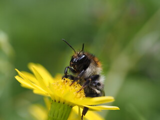 Hummel saugend auf einer gelben Blüte