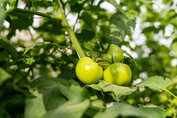 Greenhouses, red and green tomatoes grown in greenhouse