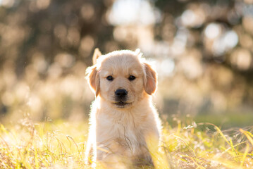 Golden retriever puppy playing at a park field at sunset with golden trees in the background....
