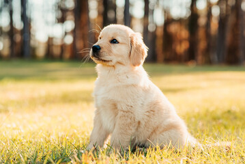 Golden retriever puppy playing at a park field at sunset with golden trees in the background....