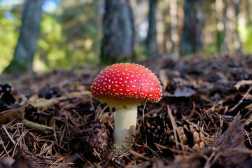 Amanita Muscaria in a forest in the Pyrennees. Poisonous Funghi. Deadly Funghi.