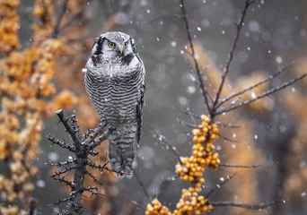Fotobehang Northern Hawk Owl ( Surnia ulula ) © Piotr Krzeslak