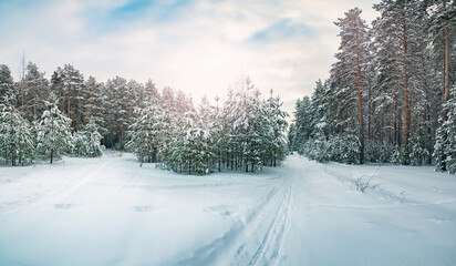 Pine trees covered with snow on a frosty evening. The sun through the branches of trees . Shadows on the snow. Beautiful winter landscape.