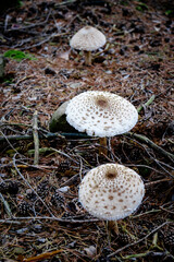 Macrolepiota Procera in a forest in the Spanish Pyrennees