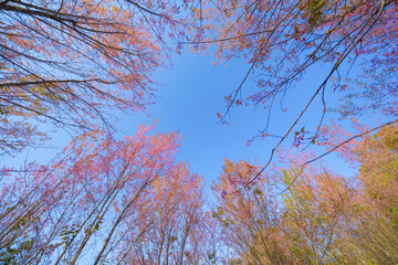Sakura cherry flowers blossom trees of Phu Lom Lo national park, Phu Hin Rong Kla National Park, Thailand. Natural landscape background. Pink color in spring season.