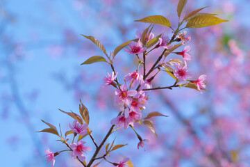 Sakura cherry flowers blossom trees of Phu Lom Lo national park, Phu Hin Rong Kla National Park, Thailand. Natural landscape background. Pink color in spring season.