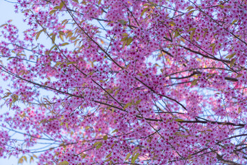 Sakura cherry flowers blossom trees of Phu Lom Lo national park, Phu Hin Rong Kla National Park, Thailand. Natural landscape background. Pink color in spring season.