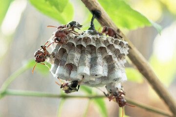 Close up wasps in a nest on branch
